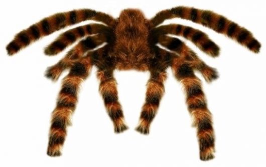 Pavouk 65cm HALLOWEEN