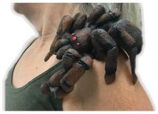 Pavouk na rameno